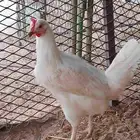 دجاج بلدي بياض