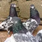 للبيع حمام جوز