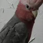 كوكاتو قالا فرخ
