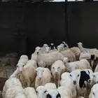رخال رفيديات وثنتين حري