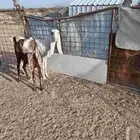 معزا هولنديه للبيع
