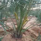 ابو ناصر لتوريد أنخيل
