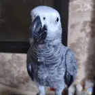 كاسكو للبيع