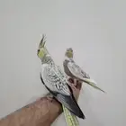 نهاية غر أليف بداية طيران هدد