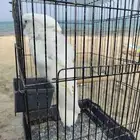 كوكاتو امبريلا