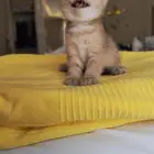 قطط كيتنز للبيع