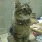 قط شيرازي ذكر جميل لطيفة نظيف يطلب الزواج