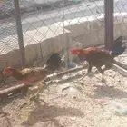 دجاج بلد ا