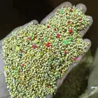 اكل طيور الزينه