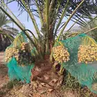 نخل للبيع مثمر خلاص سكري صقعي مجدول صفري خشرم منيفي شيشي