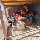 ديوك بلدي للبيع