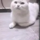 قطة شيرازي للتبني
