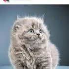 قطة انثى كيتن منشكن سكوتش تريبل فولد بلو ليلاك عيون زرقاء