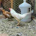 للبيع ديكو دجاجه قزم