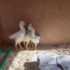 كوشامو فروخ ديوك