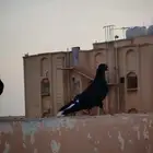 حمام للبيع