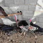 ديك ودجاجتين رومي