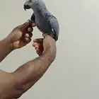 فرخ كاسكو عمر 6 7شهور