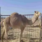 بكره مفروده