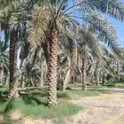 ثمره النخل للبيع