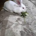 أرنب للبيع