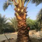 مشتل ابناء الصعيد