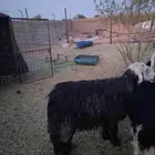 للبيع خروف نجدي فحل
