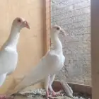 زوج كارير