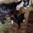 معزا عوارض ووحده مشروكه