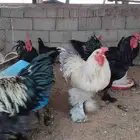 براهما اصل