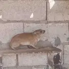 للبيع وبران ذكوره