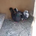 حمام قطيفي