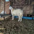 مشروع فحل صنف أبرص