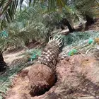 نخل اخلاص فاخرة توريد لاجميع مناطق المملكه