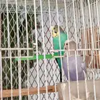 بادجي وزيبرا للبيع