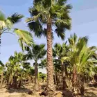 نخل واشنطني زينة