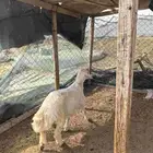 طلي حري ذبيحه