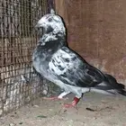 حمام زاجل سباق