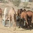 حشو للبيع قصب