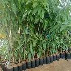 مانجو مطعم الانجره تومي هندي