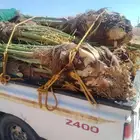 نخل اللقصيم اللبيع