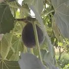 حماط ممتاز. بدون مبيدات. من المزرعه.