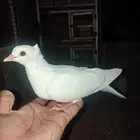 حمام صنعاوي جاهز الانتاج