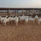 حلال ذبائح حري من غنم الطائف لحم فل شحم فل أطراف وشعره