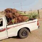 نخل للبيع بجميع أنواعها فسائل وجثايث