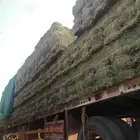 بيع البرسيم والتبن والروتس والذره وجميع الاعلاف