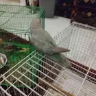 روز شرط صحه واليف