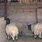 خرفان نعيم مغلقات شحم