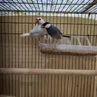 للبيع جوز جاوا تم البيع