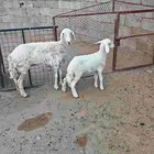شاه عليها رخل